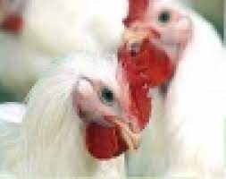 Mirth Agricultural Services Nig Ltd